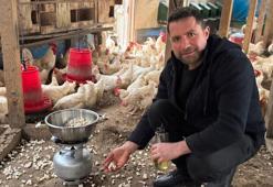 Strese giren tavukları için kümeste mısır patlatıyor