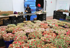 Türk çiçeğinde 160 milyon dolarlık ihracat rekoru