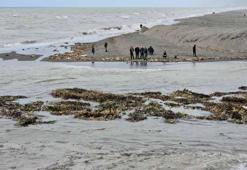 Su sümbülleri denize sürüklendi