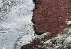 Tekirdağ'da deniz kıyıları kırmızı renge büründü