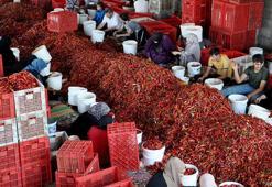 Gaziantep’ten 60 ülkeye, 5 milyon dolarlık pul biber ihracatı