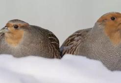 Moskova’da eksi 25 derecede çil keklikleri görüntüled