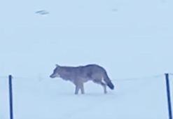 Yalnızçam Dağları'nda 3 ayaklı kurdun yaşam mücadelesi