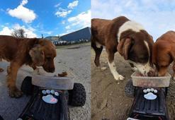 Sokak hayvanlarına, ‘oyuncak arabalı’ mama servisi