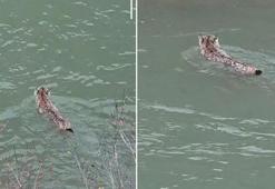 Nesli tehlike altında olan vaşak, çaydan geçerken görüntülendi