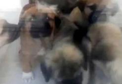 Sahiplendiği köpekleri öldüren doktorun cezası, yeniden yargılandığı davada 4 yıl 4 aya düştü