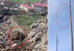 Kuvvetli rüzgar nedeniyle kopan elektrik telinin üzerlerine düştüğü 2 inek öldü