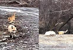 Sokak kedisi ile tilki, birlikte görüntülendi