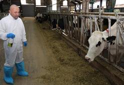 Şap hastalığında iyileşme sürecini hızlandıran bitkisel sprey üretildi