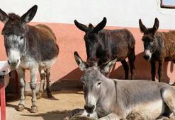 At, eşek, katır azaldı