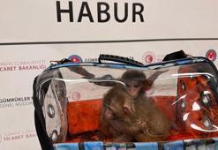 Gümrükler Muhafaza ekipleri, 2025'te 85 bin 342 canlı hayvan ele geçirdi