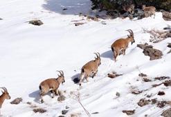 Munzur Dağları’nda sürü halindeki dağ keçileri dronla görüntülendi