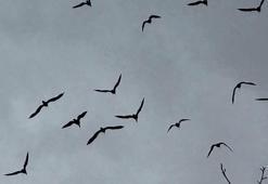 Bereketin sembolü kafesteki 277 kelaynak doğaya salındı