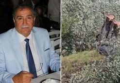 Milas'taki zeytin ağacı kesimine ilişkin soruşturma sonrası CHP ilçe başkanı istifa etti