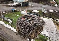 3 yıldır göç etmeyen leylek, aynı yuvada kışı geçiriyor