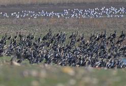 Diyarbakır'daki Kabaklı Göleti'nde binlerce kuş, bir arada beslenirken görüntülendi