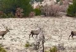 Yol kenarında sürü halinde gezen kızılgeyikler görüntülendi