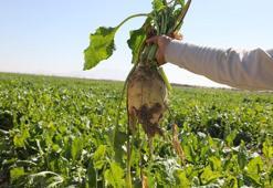 Konya Şeker’den üreticiye toplam 12 milyar 780 milyon 545 bin TL’lik ödeme