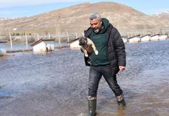 Kangal köpeği çiftliği su altında kaldı