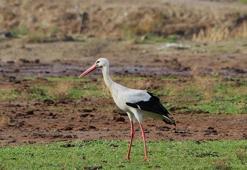 Aydın'da yılın ilk leyleğini gördü, bir çuval un kazandı