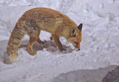 Bitlis'te tilkiler yiyecek ararken dronla görüntülendi