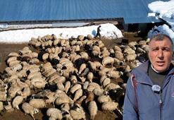 Köyüne döndü; 100 koyunu 4 yılda 680'e çıkardı