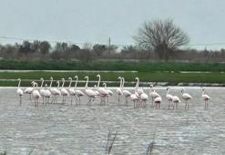 Aydın'da su altında kalan tarlalara flamingo sürüsü indi