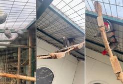 İstanbul Havalimanı'nda 2 yolcunun bagajından 20 Afrika papağını çıktı