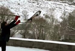 Kars'ta tedavileri tamamlanan 3 şahin doğaya salındı