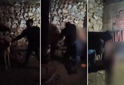Mardin’de çocuğa ahırda şiddet kamerada; şüpheli serbest