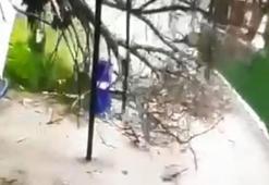 Devrilen ağacın altında kalmaktan son anda kurtuldu