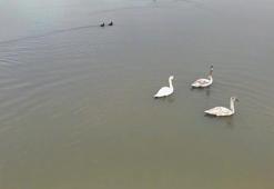 Göç yolundaki 3 kuğu, Efteni Gölü'nde