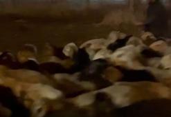 Kayseri’de su baskını riskine karşı 200 hayvan tahliye edildi