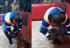 Temizlik işçisi kıyafeti giyen polisten horoz dövüşüne suçüstü; 661 bin lira ceza