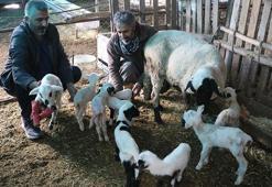 Denizli'de koyun tek batında 9 yavru doğurdu
