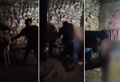 Çocuğa ahırda şiddet uygulayan şüpheli tutuklandı