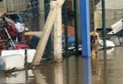 Şoför ihbar etti; su dolan çiftlikte mahsur kalan köpekleri hayvanseverler kurtardı