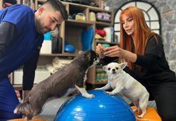 Obez ikiz köpekler, spor ve pilatesle zayıflıyor