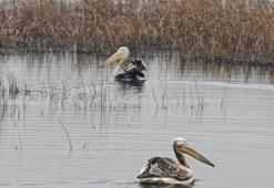Yaralı bulunan 2 pelikan, bakımının ardından doğaya salındı