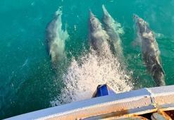 Balıkçı teknesine eşlik eden yunuslar kamerada