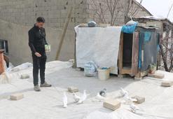 Evinin damında 3 ırktan 50 güvercin besliyor