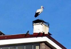 Ardahan'da 'baharın müjdecisi' leylekler erken geldi