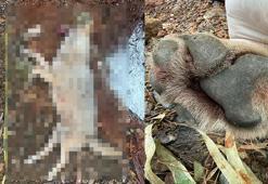 Fethiye'de aracın çarpması sonucu ölen kurt, TÜBİTAK projesine ışık tutacak