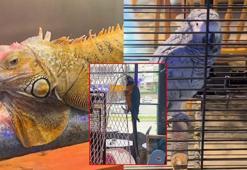 DKMP, CİTES kapsamındaki 3 hayvana el koydu