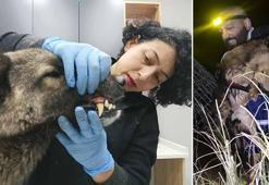 Manisa'daki selde kurtarılan 3 köpek, Bursa'da tedaviye alındı