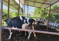 Muğla'da 11 mahalle şap hastalığı nedeniyle karantinaya alındı