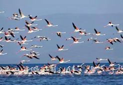 Flamingoların konaklandığı Van Gölü'nde geri çekilme ile birlikte adacıklar oluştu