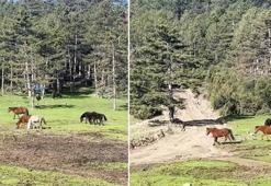 Yaylada gezen yılkı atları görüntülendi