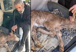 Buzağısının serumu bitene kadar başından ayrılmadı, uzun hava okudu