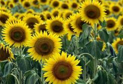 Kurak geçen 2 yılın ardından Edirneli üreticinin yüzü, son yağışlarla güldü